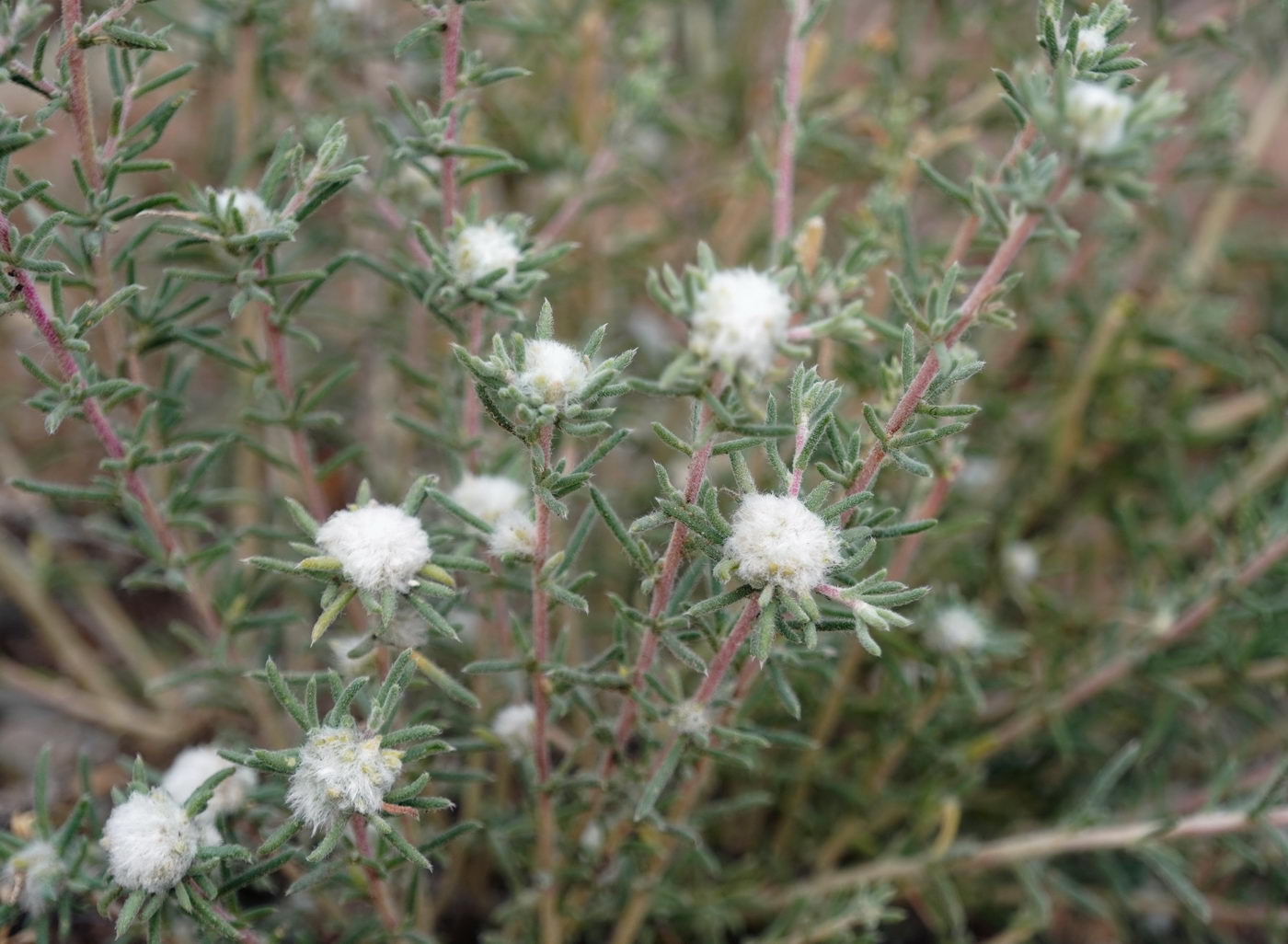 Image of Bassia prostrata specimen.