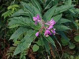 Chamaenerion angustifolium. Верхушка зацветающего растения. Хабаровский край, окр. г. Комсомольск-на-Амуре, обочина грунтовой дороги. 12.08.2025.