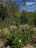 Oenothera depressa