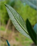 Salix × mollissima. Лист (вид снизу). Чувашия, окр. г. Шумерля, пойма р. Сура, Паланские пески. 12 мая 2010 г.