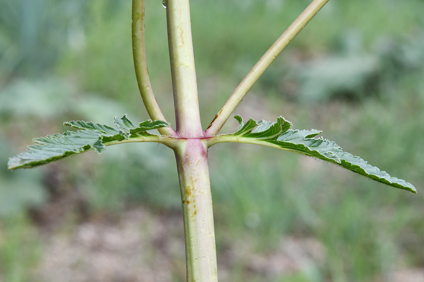Image of Phlomoides hissarica specimen.