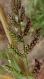 Echinochloa crus-galli. Соцветия. Хабаровский край, г. Комсомольск-на-Амуре, зарастающий карьер. 14.09.2025.