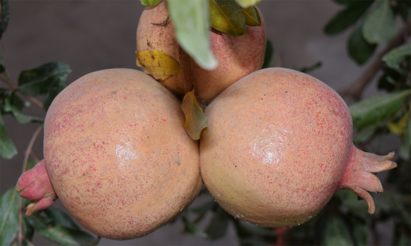 Изображение особи Punica granatum.