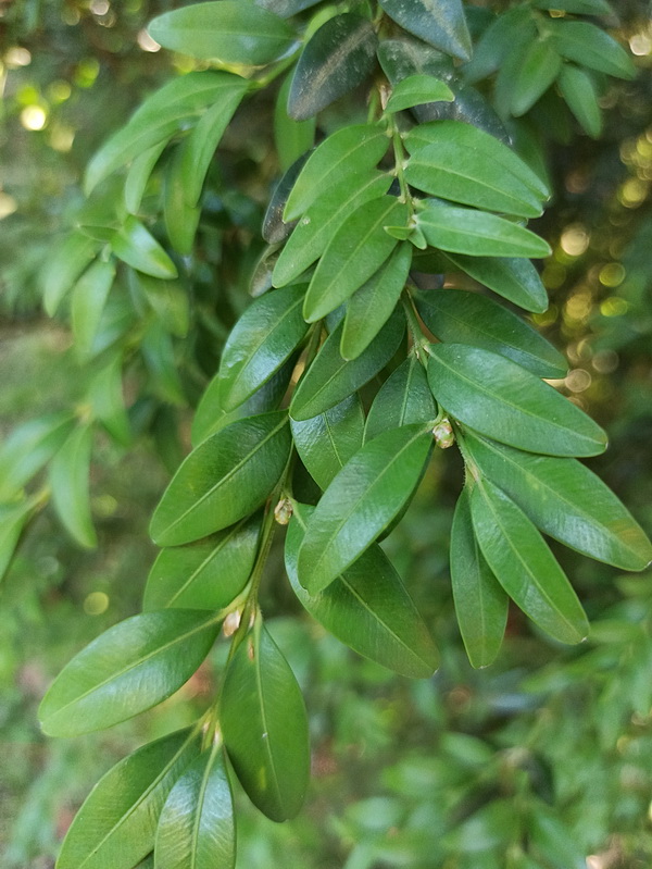 Изображение особи Buxus colchica.