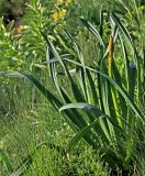 Eremurus spectabilis. Бутонизирующее растение. Белгородская обл., пос. Ракитное, ул. Сосновая, 2, в культуре. 2 мая 2023 г.