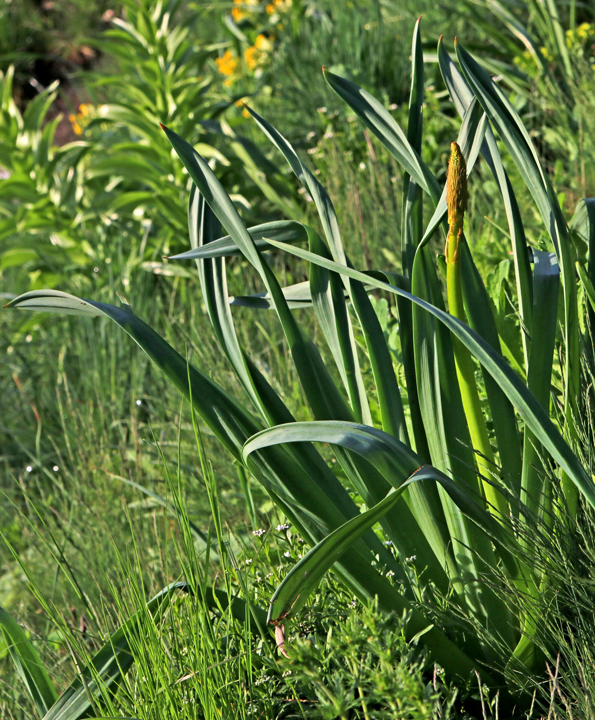 Изображение особи Eremurus spectabilis.