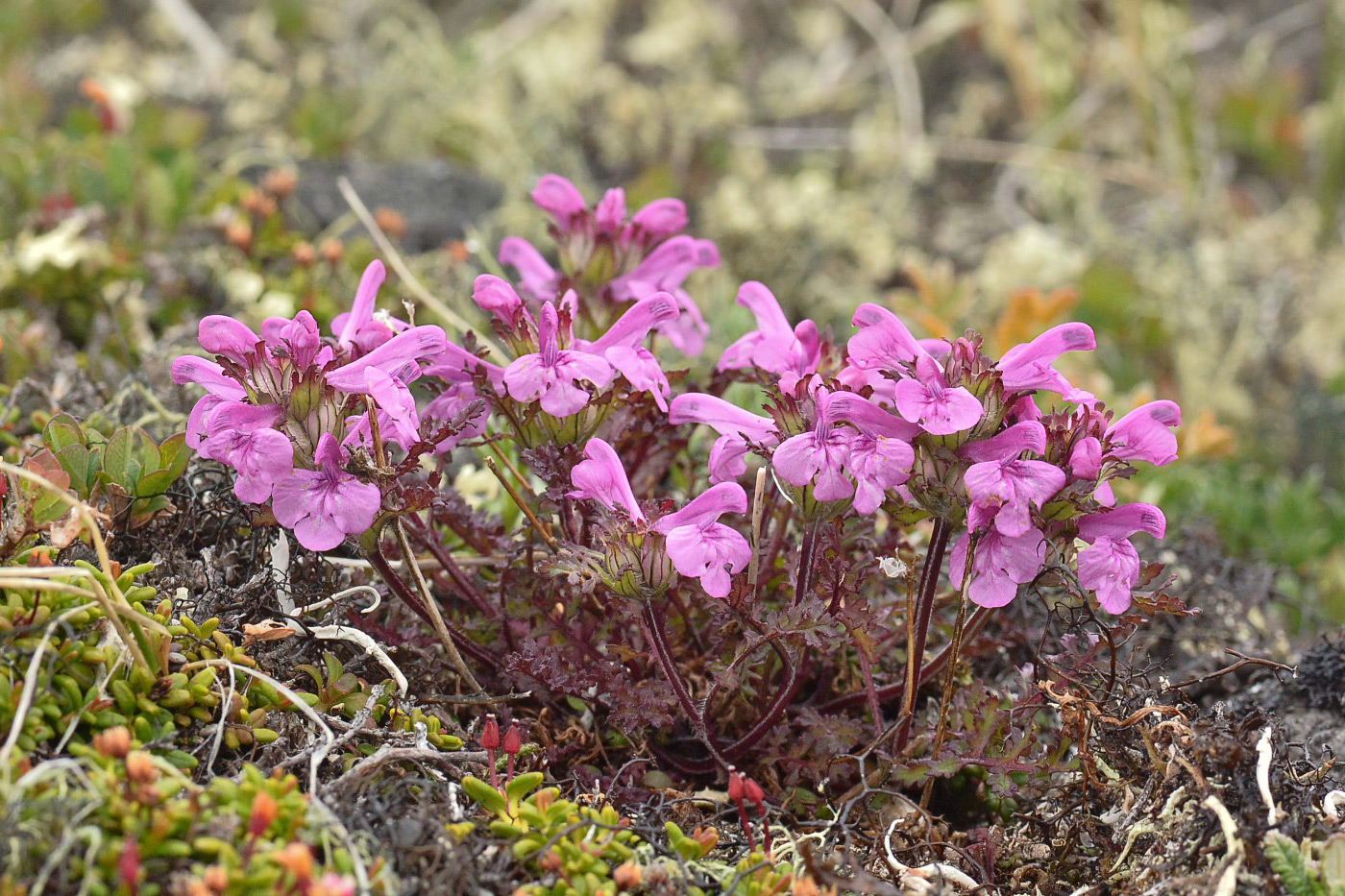Image of Pedicularis amoena specimen.