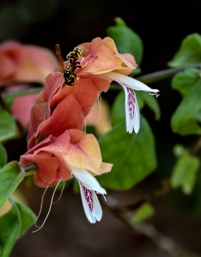 Изображение особи Justicia fulvicoma.