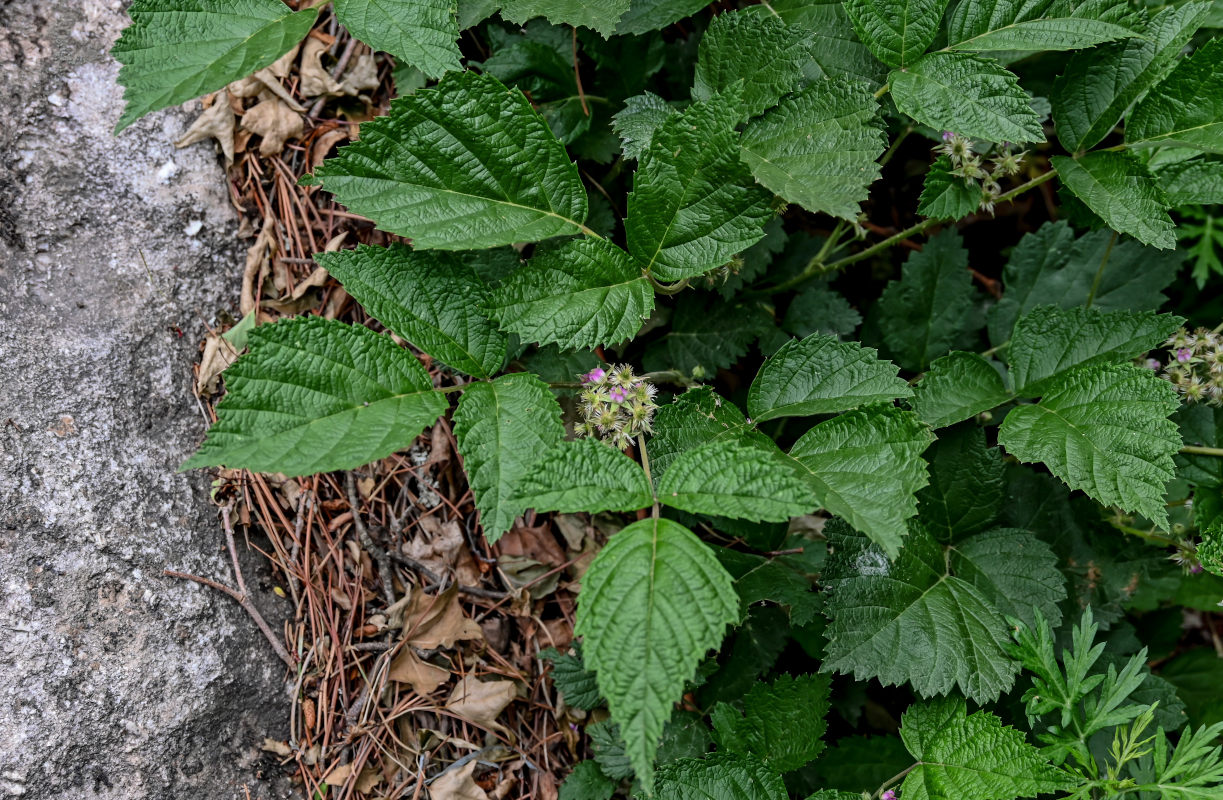 Изображение особи Rubus mesogaeus.