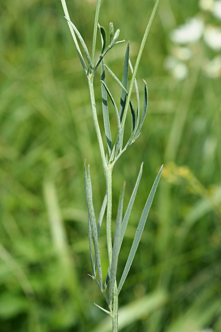 Image of Lathyrus pallescens specimen.