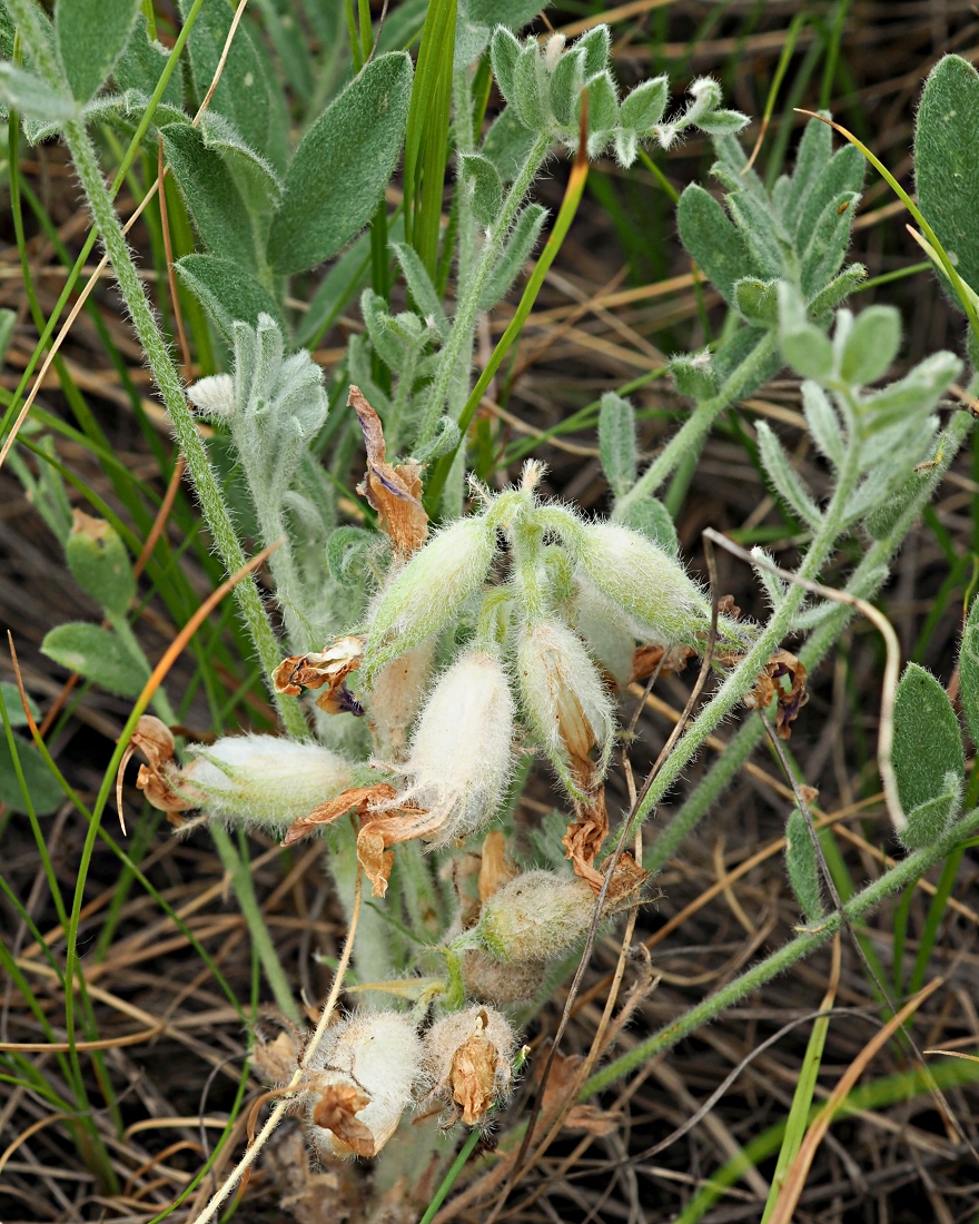 Изображение особи Astragalus sareptanus.