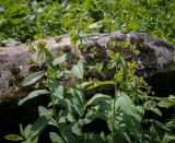 Image of taxon representative. Author is Игорь Павлов