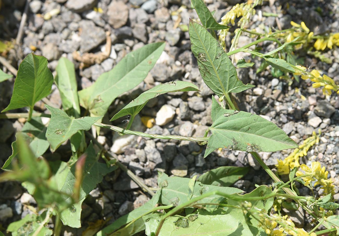 Image of Convolvulus arvensis specimen.