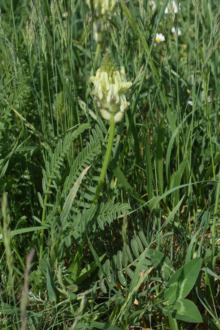 Изображение особи род Astragalus.