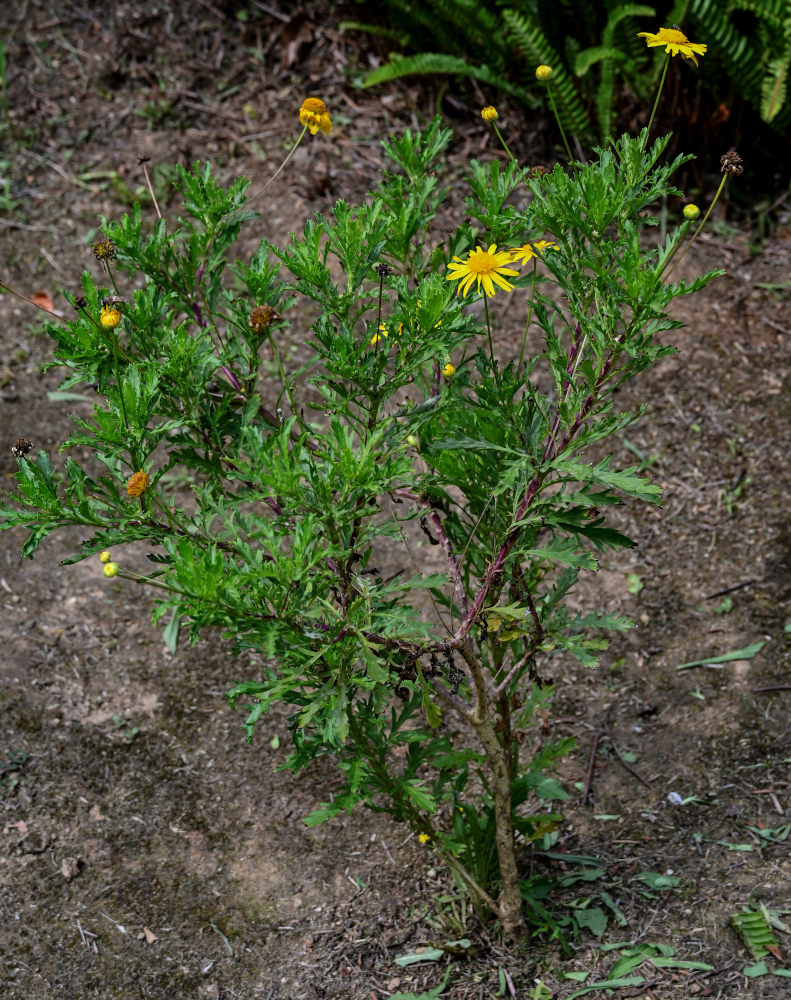 Image of Euryops pectinatus specimen.
