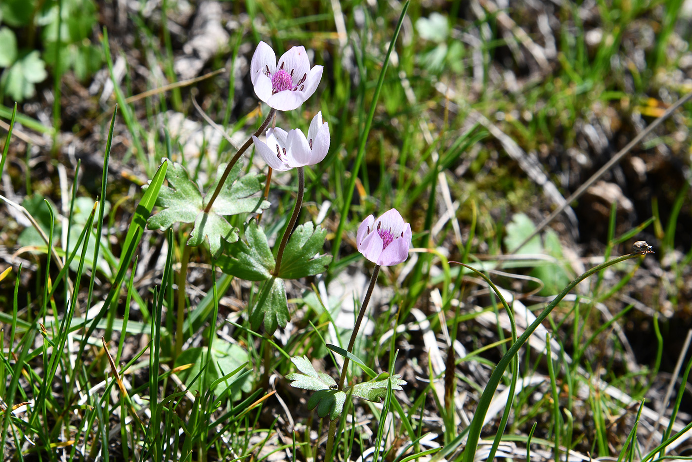 Image of genus Anemone specimen.