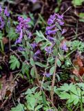 Corydalis solida. Верхушки побегов с соцветиями. Волгоградская обл., Камышинский р-н, природный парк \"Щербаковский\", балка. 12.04.2026.