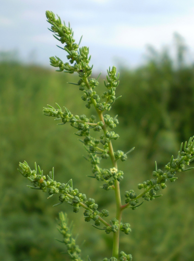 Image of Suaeda prostrata specimen.