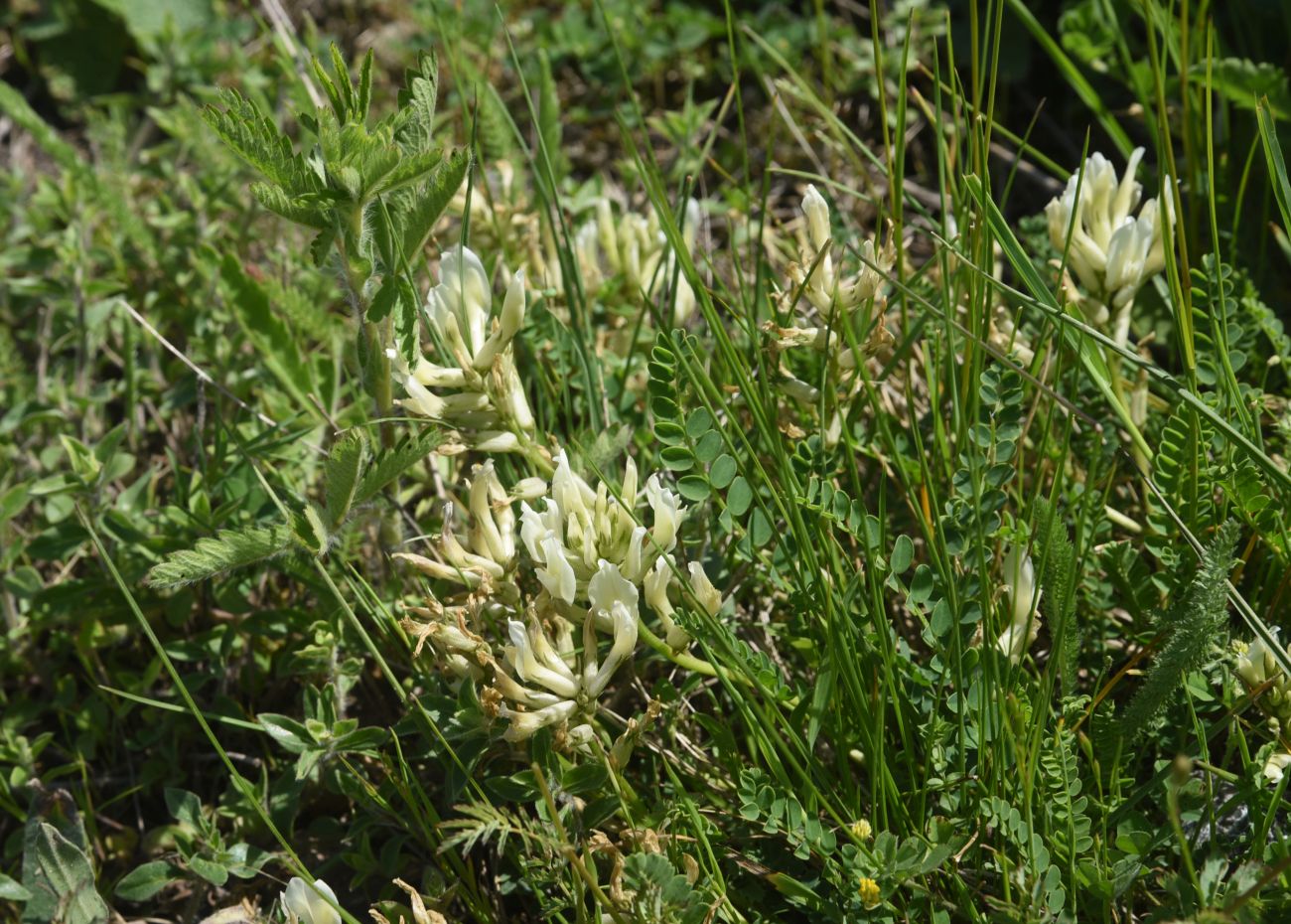 Изображение особи Неопознанный вид.