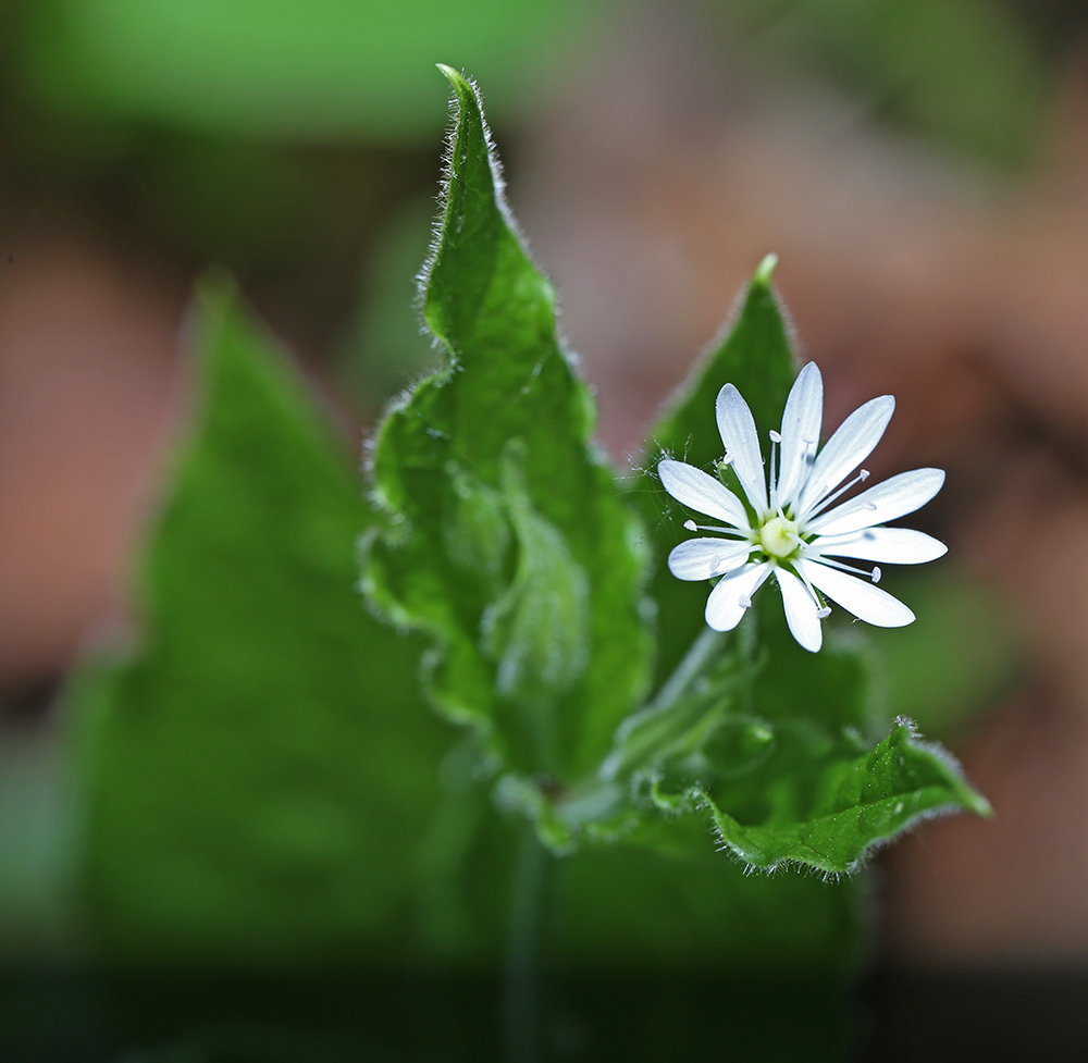 Изображение особи Stellaria bungeana.