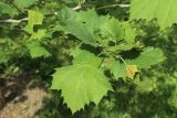 Platanus occidentalis. Часть ветви с молодыми листьями. Санкт-Петербург, Кировский р-н, двор жилого дома, декоративное озеленение. 06.06.2026.