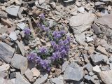 Nepeta longibracteata. Цветущее растение. Таджикистан, Горно-Бадахшанская автономная обл., Рушанский р-н, хр. Музкол, Сарезское оз., пик Обзорный, ≈ 4426 м н.у.м., каменистая осыпь. 24 июня 2026 г.