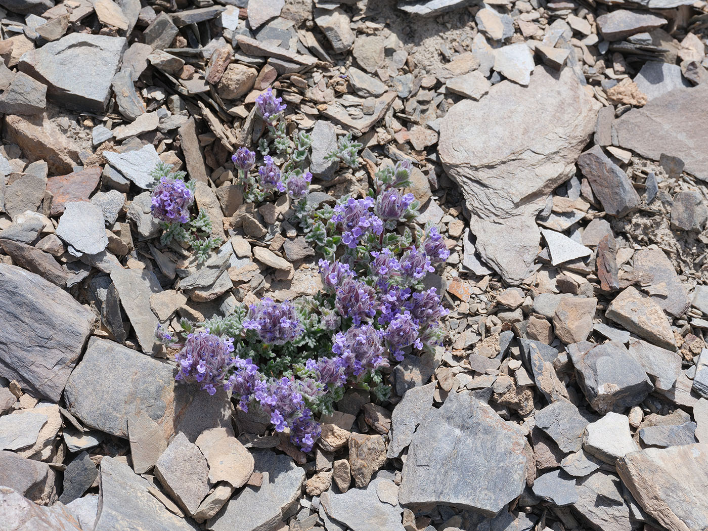 Image of Nepeta longibracteata specimen.