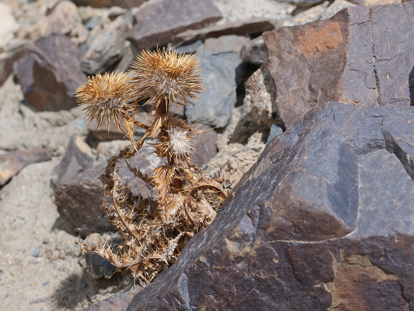 Image of Olgaea nivea specimen.