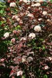 Physocarpus opulifolius. Часть цветущей ветви (краснолистный культивар). Ленинградская обл., Кировский р-н, пос. Дачное, посадка у границы дачного участка. 19.06.2026.