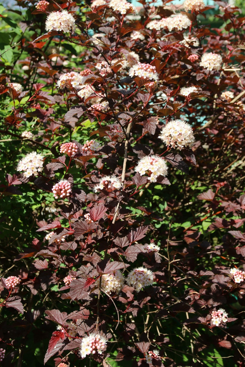 Image of Physocarpus opulifolius specimen.