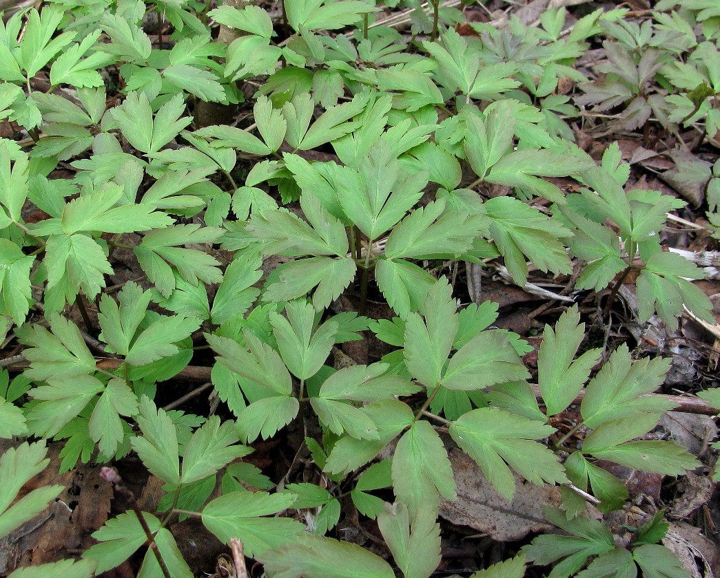 Image of Anemone altaica specimen.