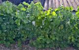 Vitis vinifera. Плодоносящие растения с незрелыми плодами. Португалия, округ Бежа, дол. р. Мира, пос. Тровишкайш, в культуре. 06.06.2026.