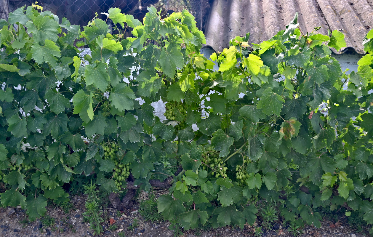 Image of Vitis vinifera specimen.