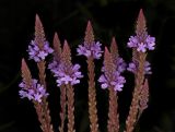 Verbena hastata