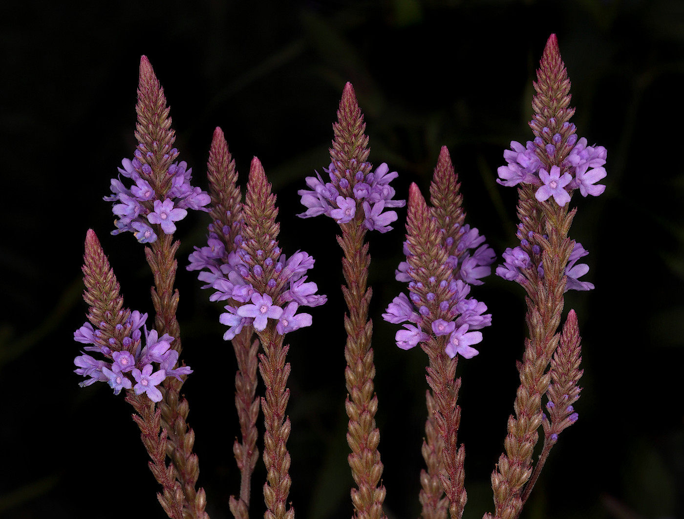 Image of Verbena hastata specimen.