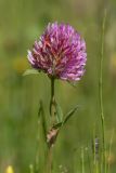 Trifolium pratense. Соцветие. Кабардино-Балкария, Чегемский р-н, дол. р. Чегем, окр. т/б \"Башиль\", пойменный луг. 02.08.2026.