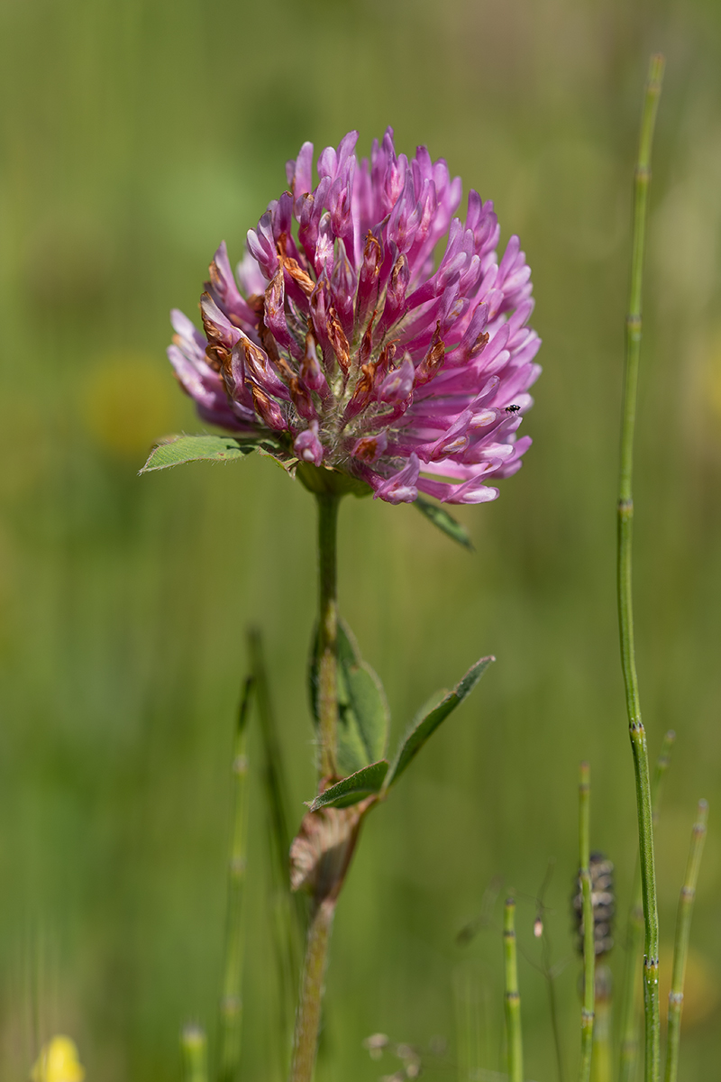 Image of Trifolium pratense specimen.