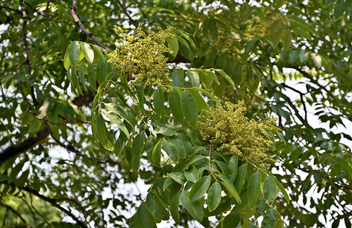 Image of Sapindus saponaria specimen.
