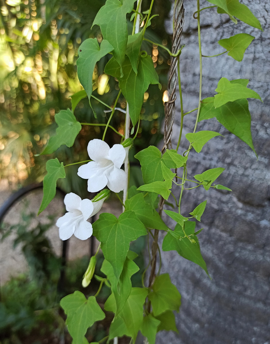 Image of Maurandya scandens specimen.