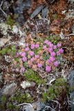 genus Sempervivum. Бутонизирующее растение с прошлогодними сухими плодами. Хабаровский край, Охотский р-н, склон горы Нют, 1000 м н.у.м., оползневая терраса из гранитной крошки. 07.08.2026.