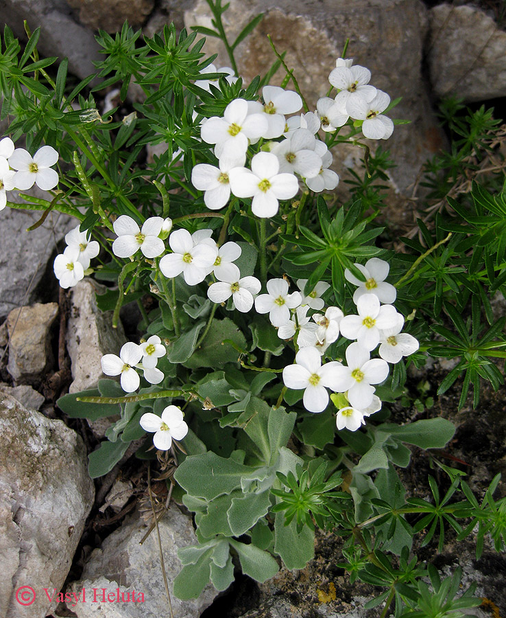 Изображение особи Arabis caucasica.