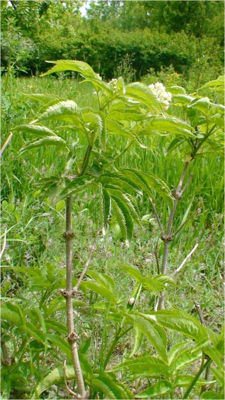 Изображение особи Sambucus tigranii.