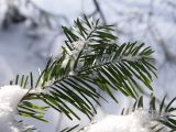 Abies sibirica. Ветвь особи подроста (вид сверху). Хорошо видно, что хвоинки тупые и уплощённые. Санкт-Петербург, Старый Петергоф, парк \"Сергиевка\". 22.02.2009.
