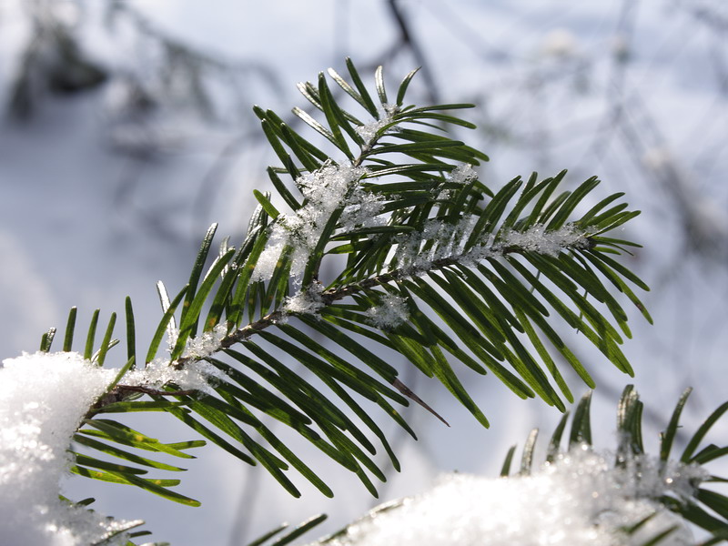 Изображение особи Abies sibirica.