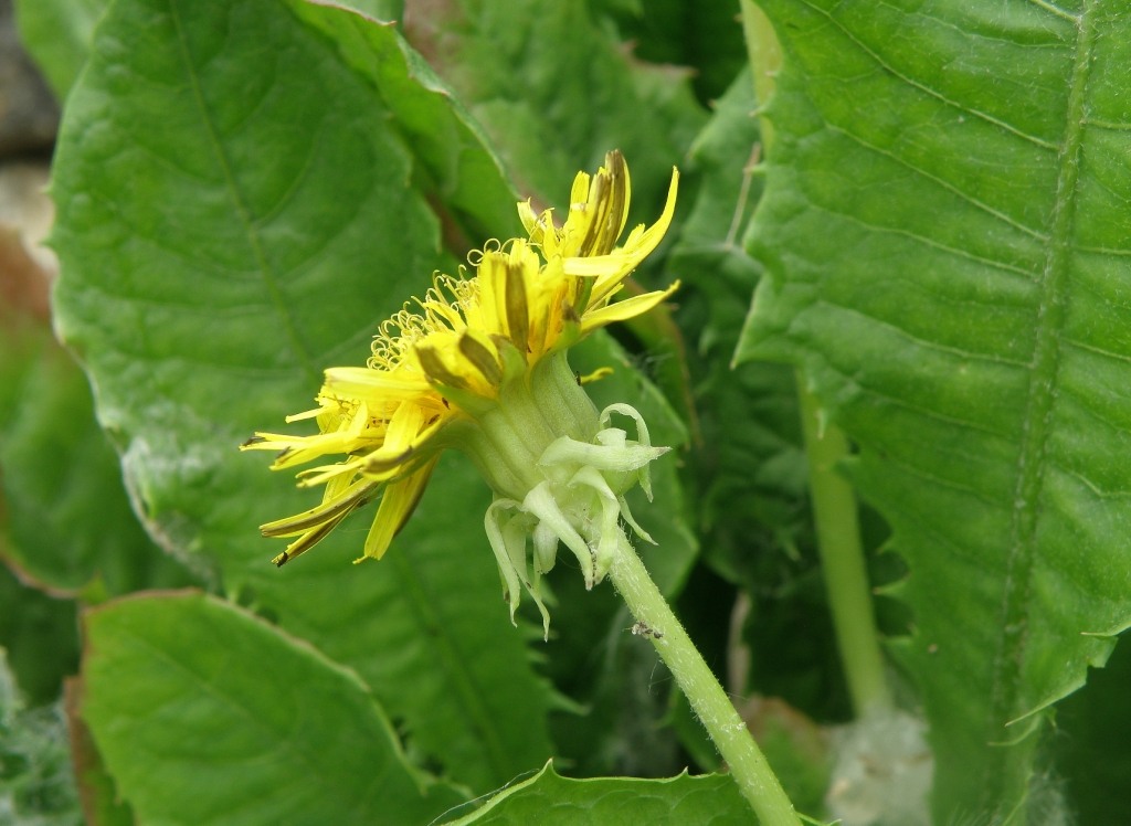 Изображение особи Taraxacum tenellisquameum.