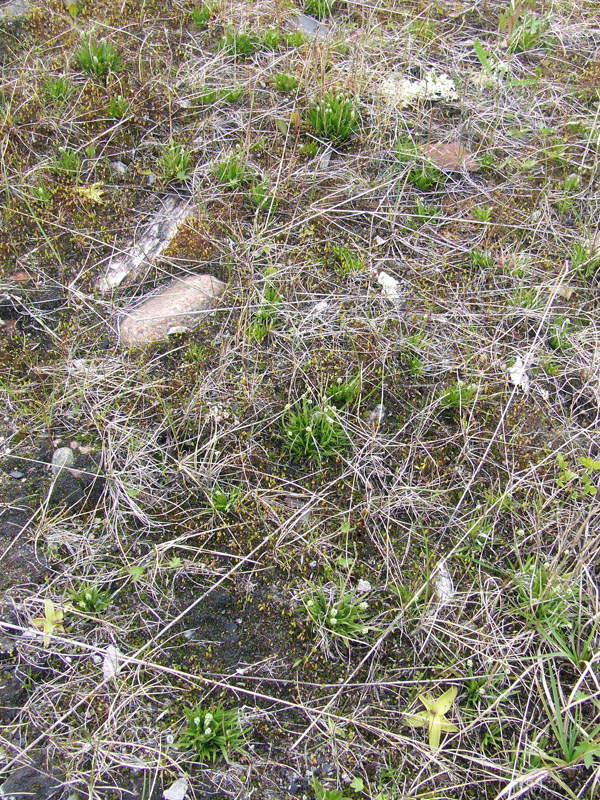 Image of Tofieldia pusilla specimen.