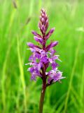 Dactylorhiza fuchsii