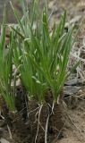 Allium oreoprasum