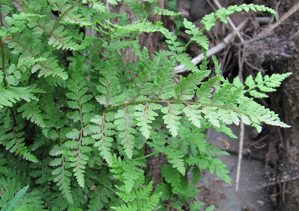 Image of Cystopteris fragilis specimen.