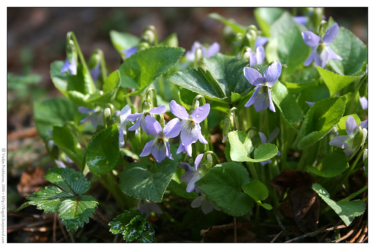 Image of Viola collina specimen.